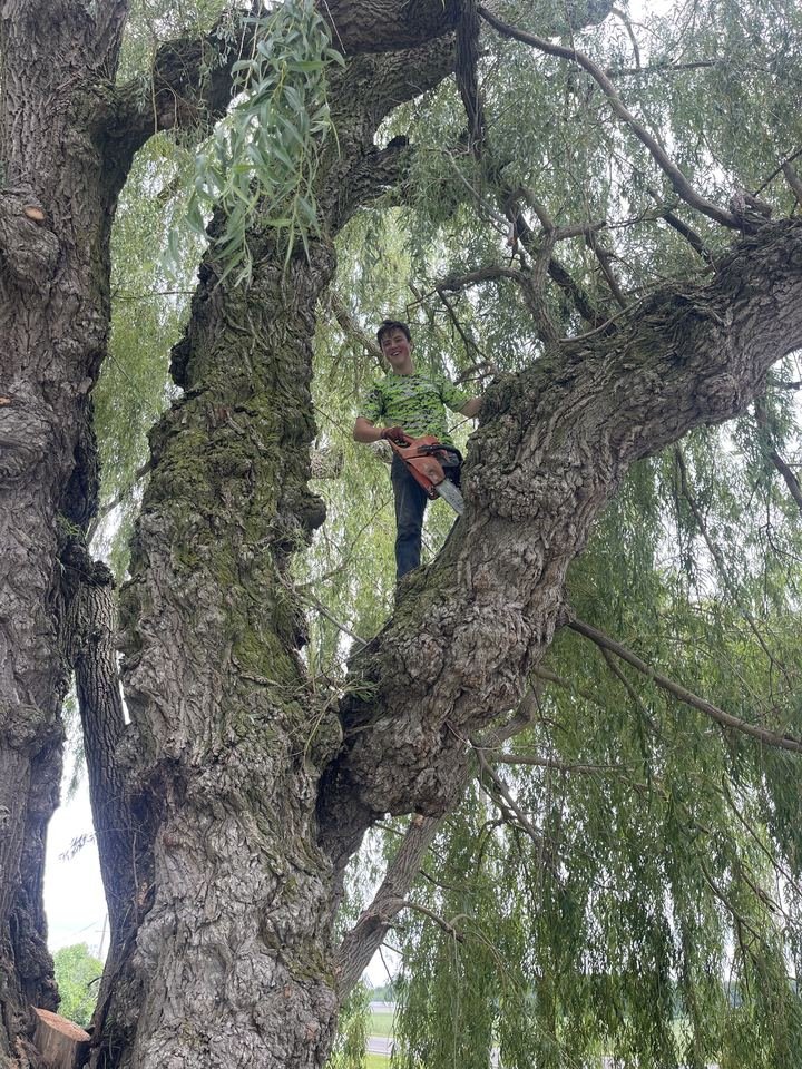 Climber with chainsaw working high in a large tree