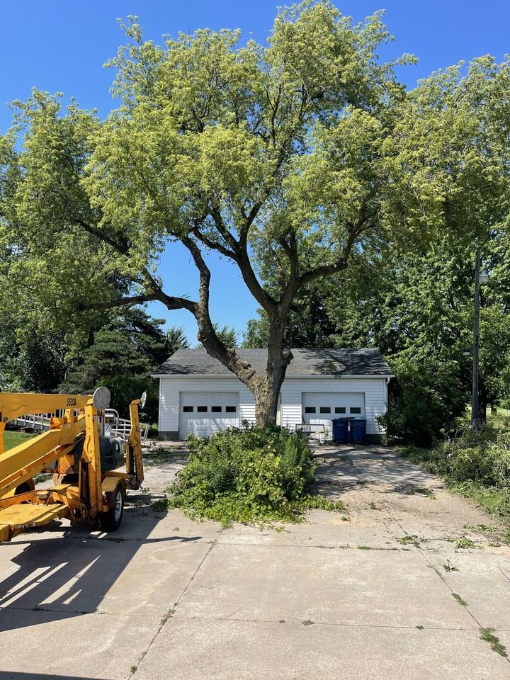 Freshly trimmed tree at a home, bucket truck on site
